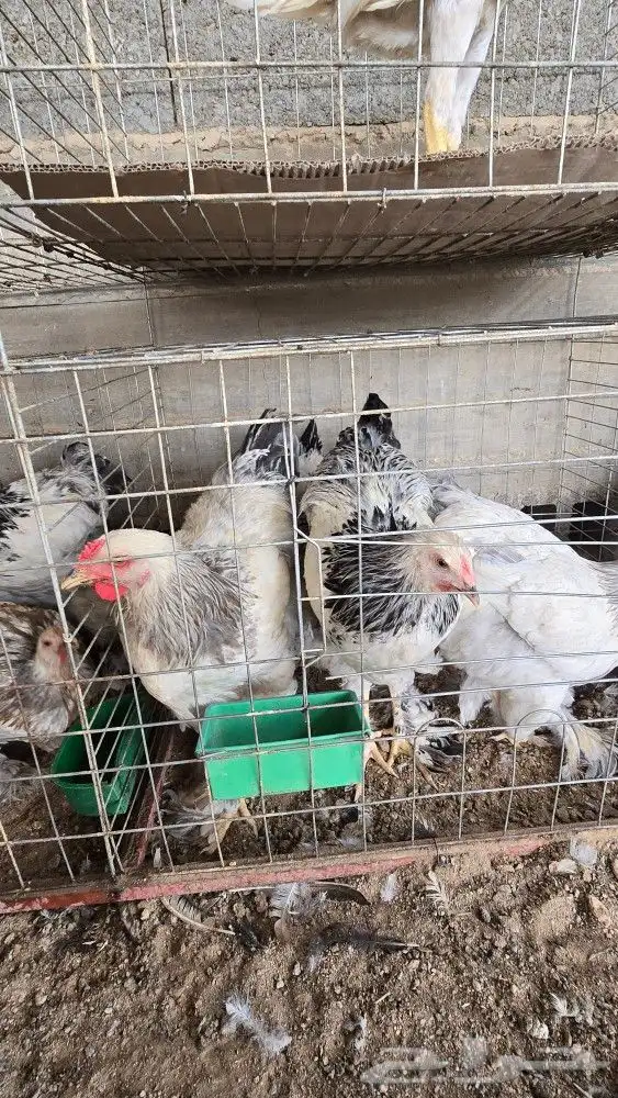 دجاج براهما ودجاج بلدي وفرنسي 4