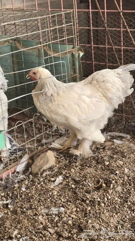 دجاج براهما ودجاج بلدي وفرنسي 5