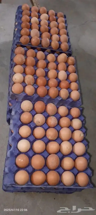 صوص وبيض لوهمان 16