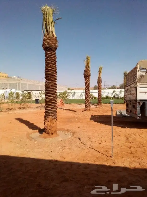 نخل للبيع نخيل مثمر نقايل جثايث خلاص صقعي سكري شيشي غر سلج 0