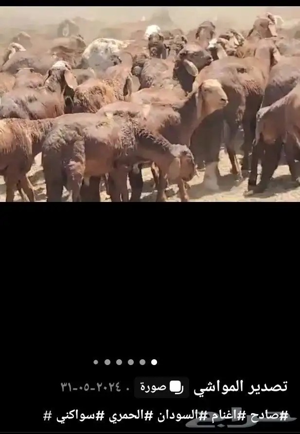 غنم سواكني واسعار مناسبه وجزار سوداني محترف 0