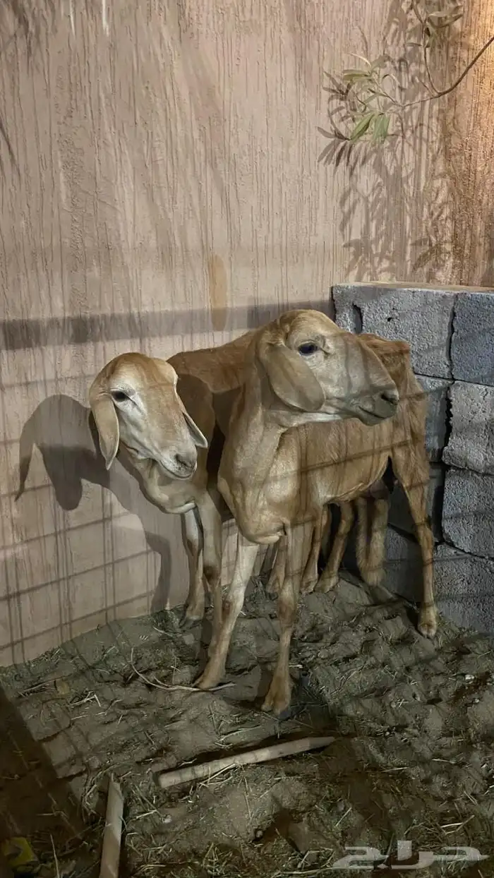 ثلاث نعاج سواكنيه ثنيات 2