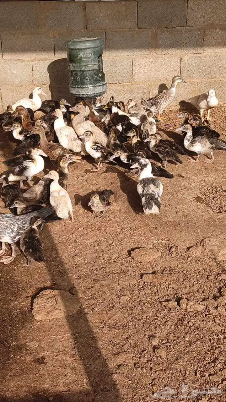 بط بلدي وشرشر 0