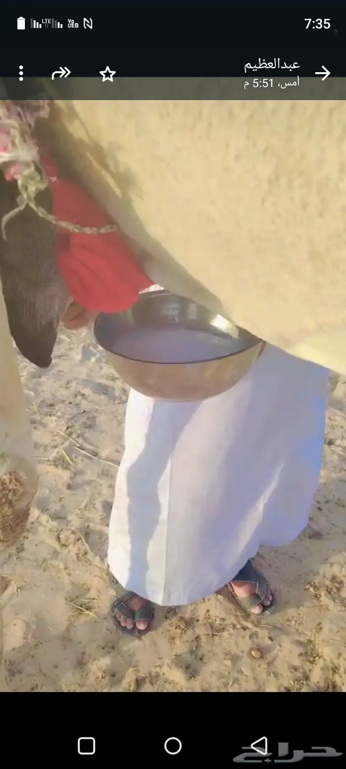 خلف رمانيه.ثنو وسلم العداريب تحتها بكره وهديه ماتحترك 2