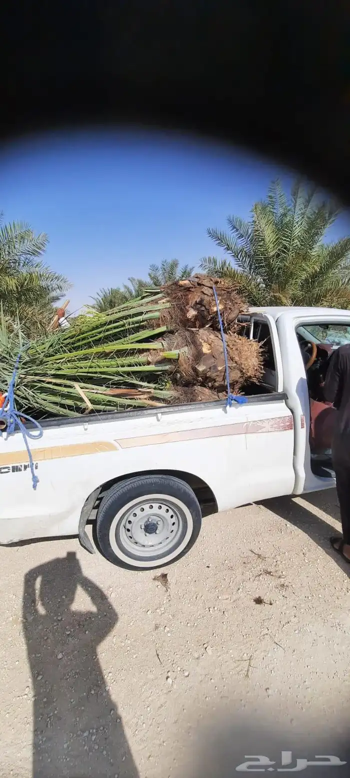 نخل للبيع جميع انواع النخيل 9