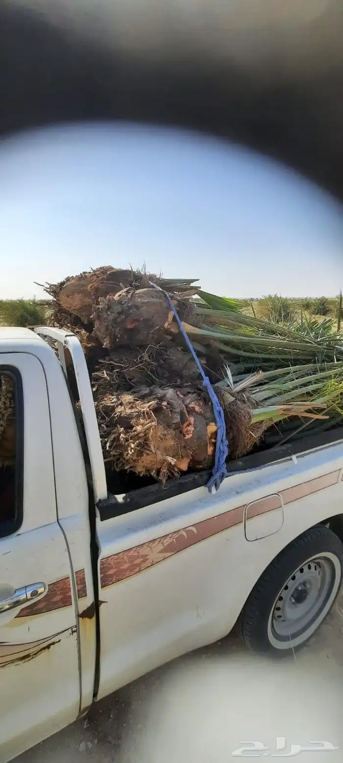 نخل للبيع جميع انواع النخيل 8