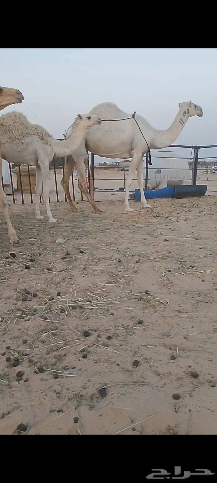 خلف رمانيه.ثنو وسلم العداريب تحتها بكره وهديه ماتحترك 0