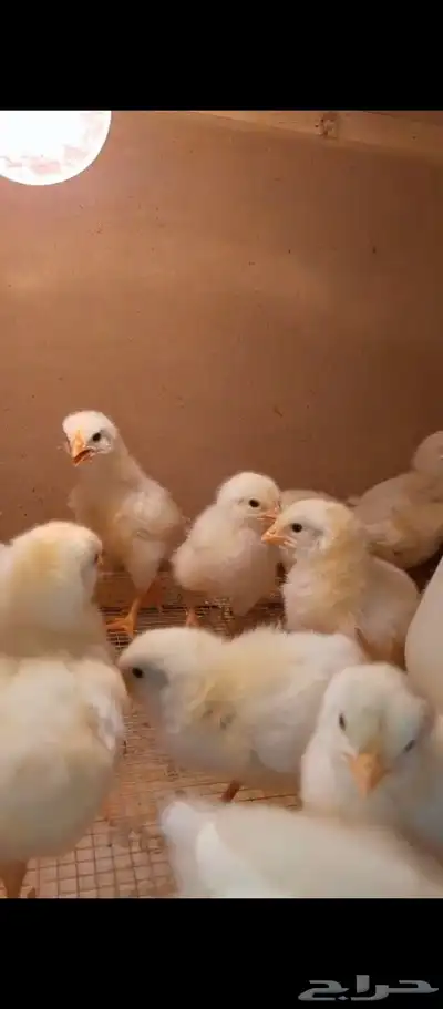 صوص وبيض لوهمان 3