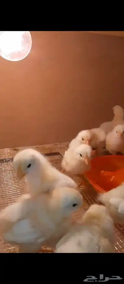 صوص وبيض لوهمان 10