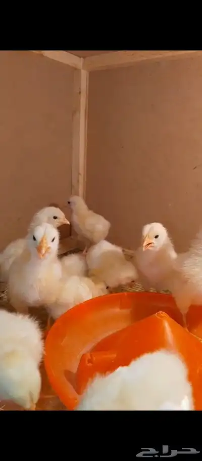 صوص وبيض لوهمان 1