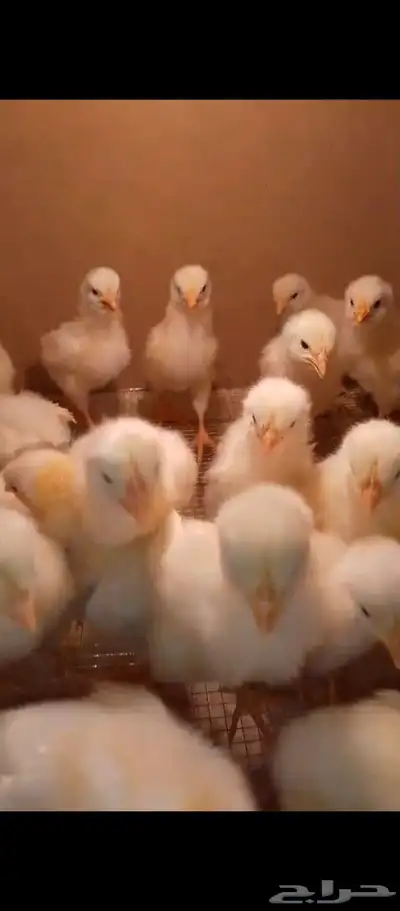 صوص وبيض لوهمان 6