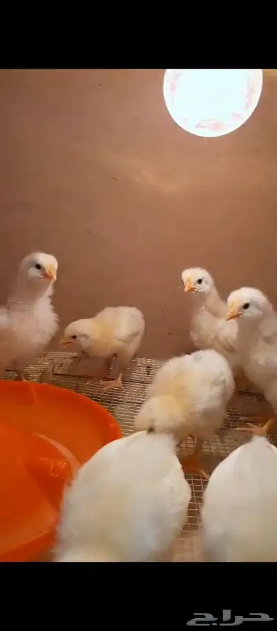 صوص وبيض لوهمان 2