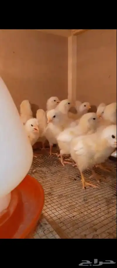 صوص وبيض لوهمان 4