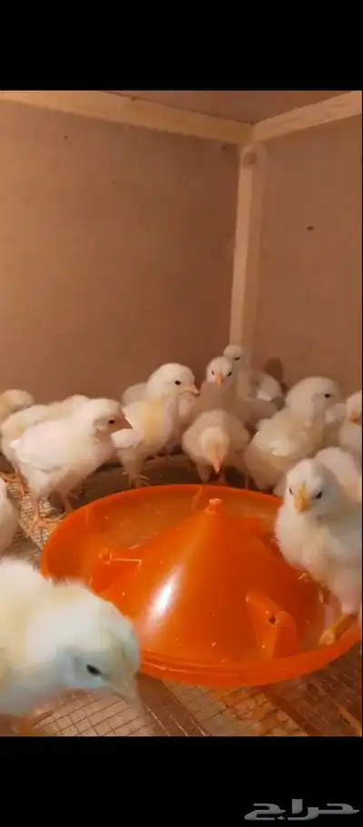 صوص وبيض لوهمان 12