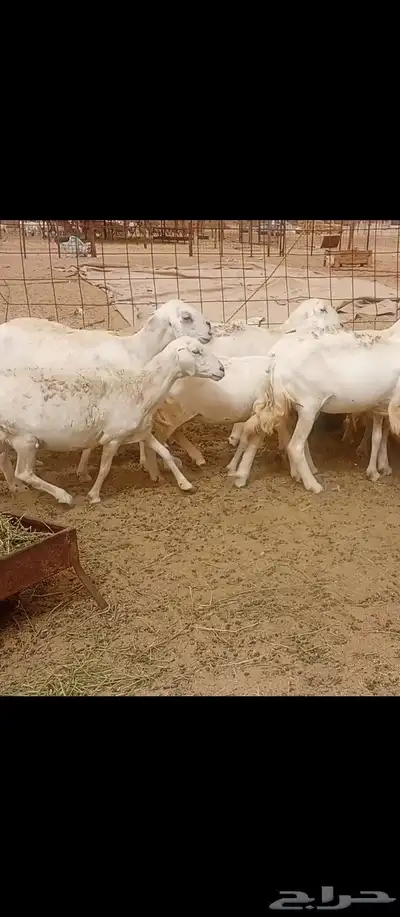 غنم مراح واحد العدد 50 3
