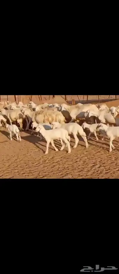غنم مراح واحد العدد 50 8