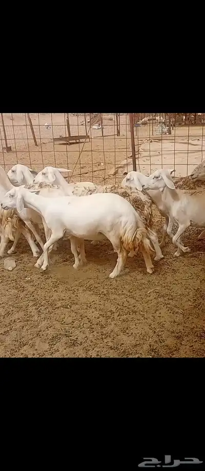 غنم مراح واحد العدد 50 1