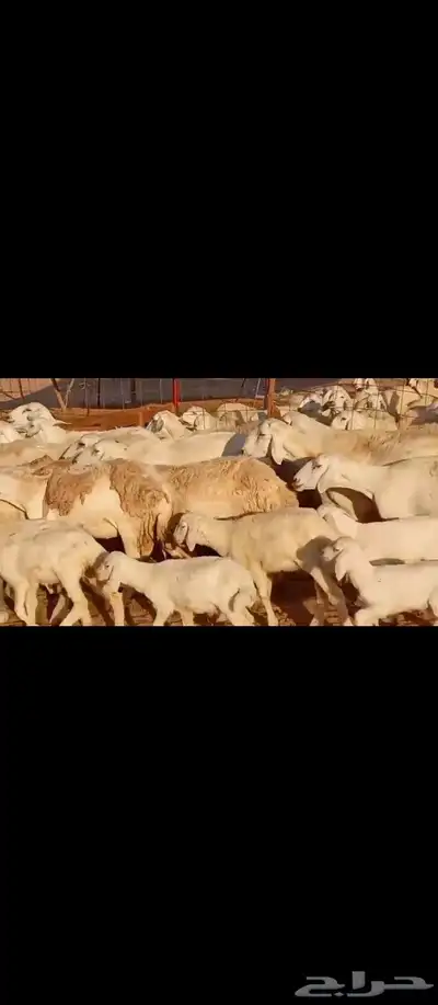 غنم مراح واحد العدد 50 6