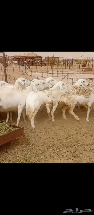 غنم مراح واحد العدد 50 2