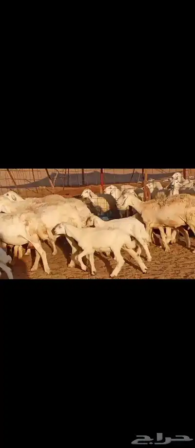 غنم مراح واحد العدد 50 9