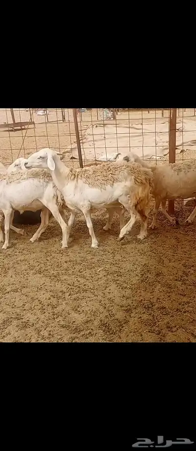 غنم مراح واحد العدد 50 0