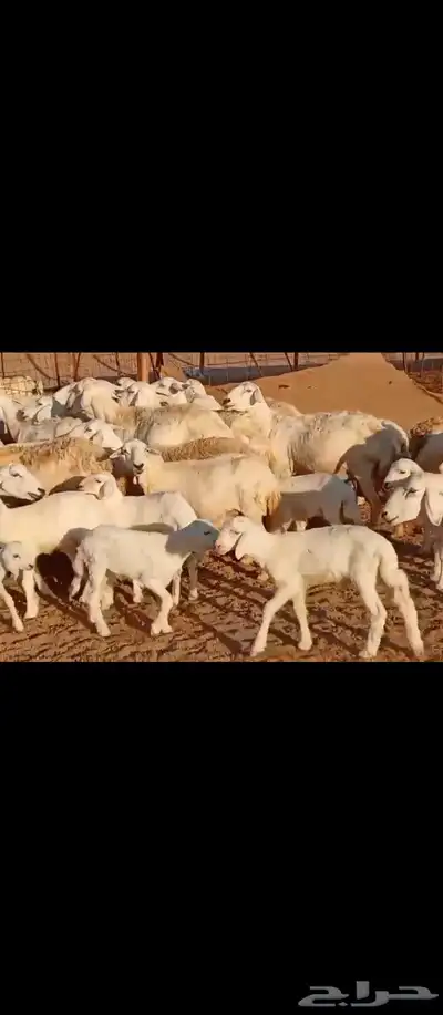 غنم مراح واحد العدد 50 7