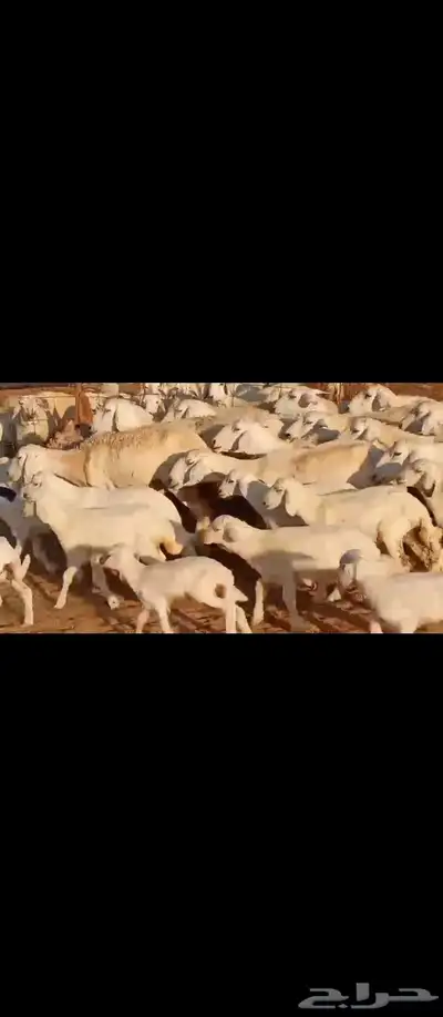 غنم مراح واحد العدد 50 4