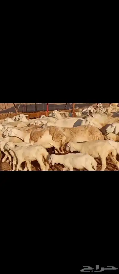 غنم مراح واحد العدد 50 5