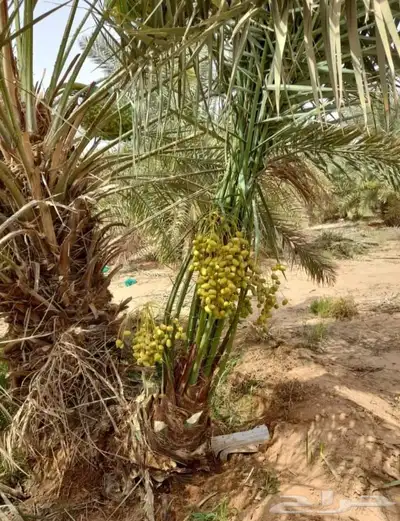 نخل للبيع بجميع انواعه مثمر نخل طيب 2