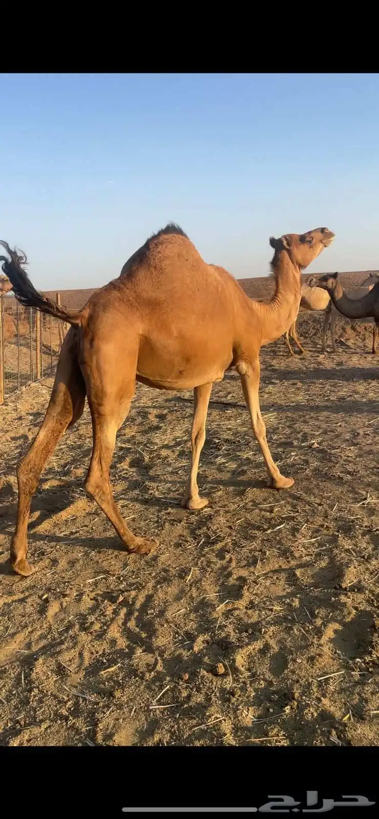 لقحه حمراء ساحليه مقنوي الحد7500 0