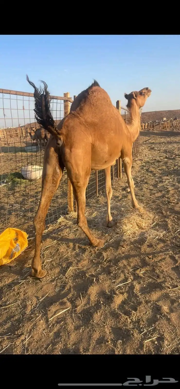 لقحه حمراء ساحليه مقنوي الحد7500 3