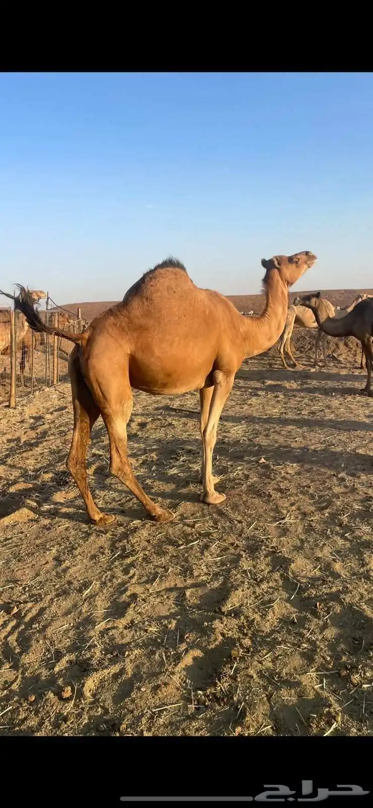 لقحه حمراء ساحليه مقنوي الحد7500 1
