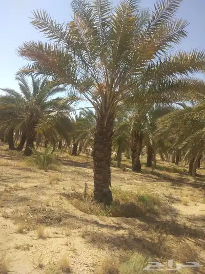 هلالي وصقعي 6