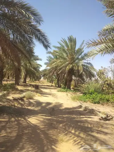هلالي وصقعي 5