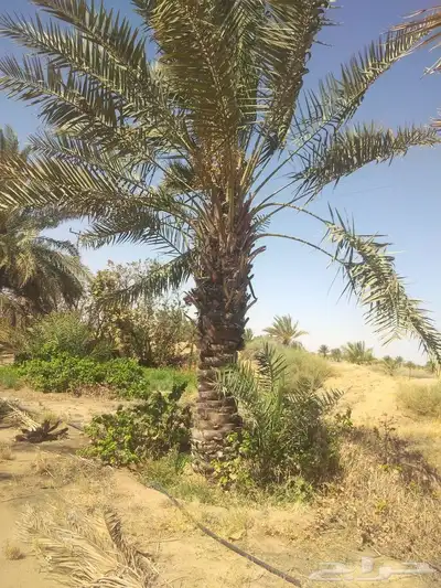 هلالي وصقعي 4