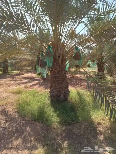 نخل للبيع بجميع انواعه مثمر نخل طيب 7