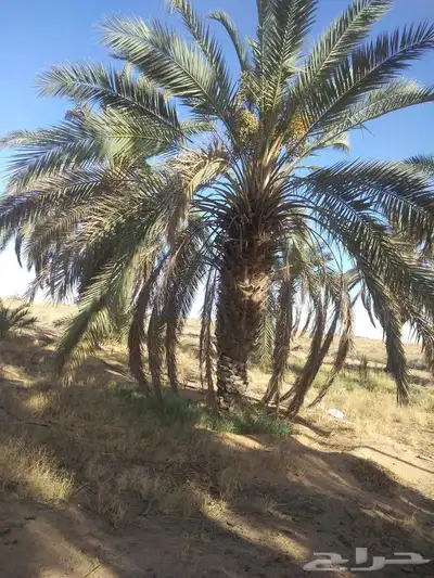 هلالي وصقعي 7