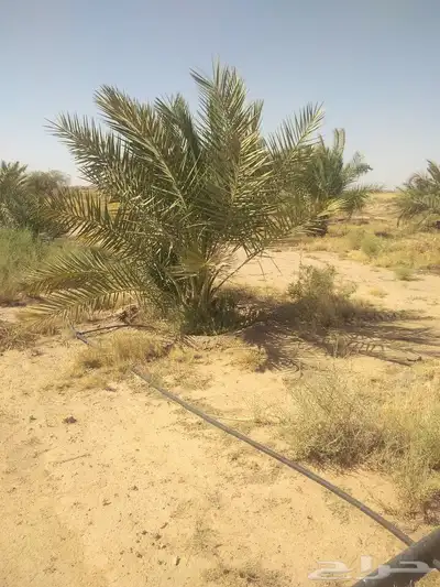 هلالي وصقعي 9