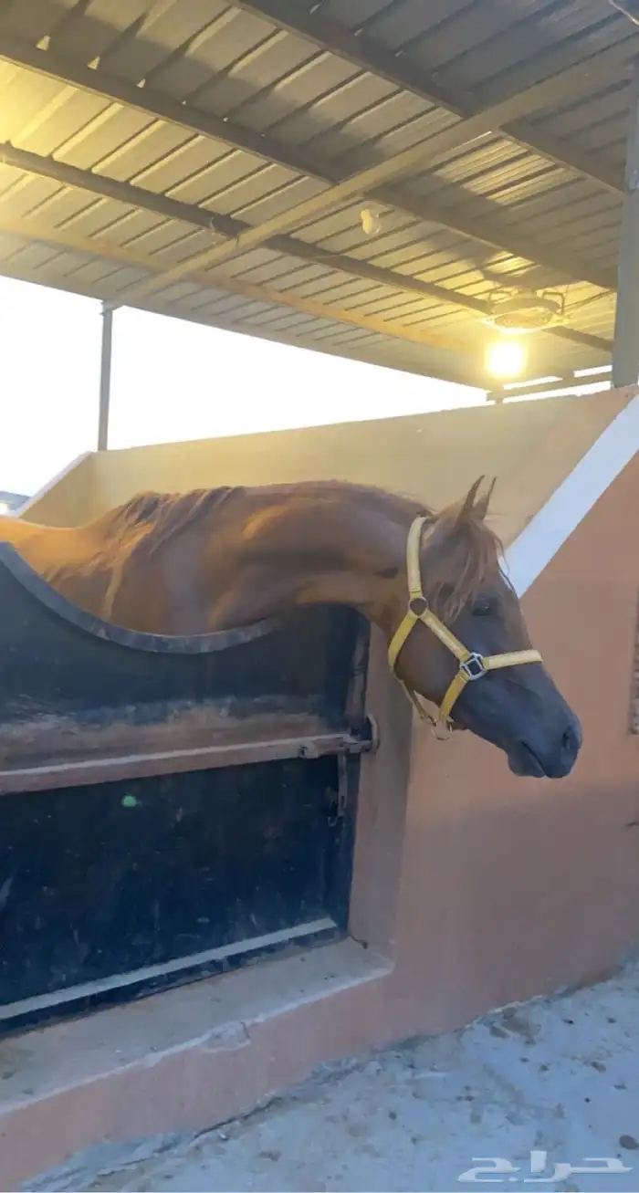خيل واهو 4