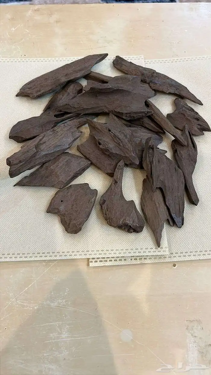 عود مروكي والكلمنتان التايقر بأسعار مناسبة 1