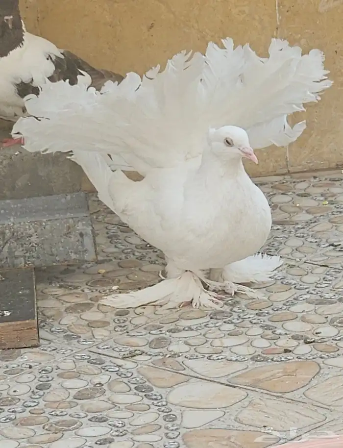 زوج هزازي فخم منتج 15