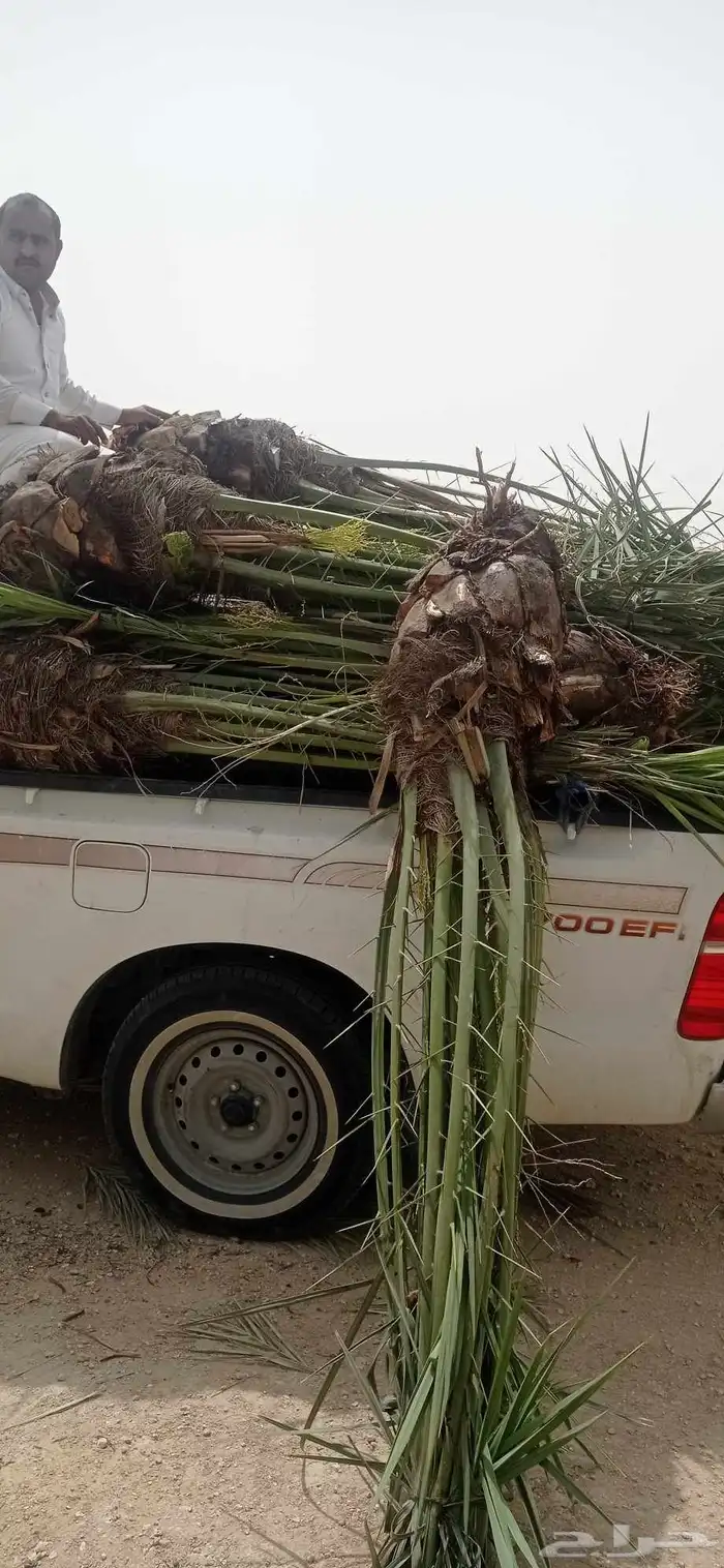 نخل للبيع جميع انواع النخيل 3