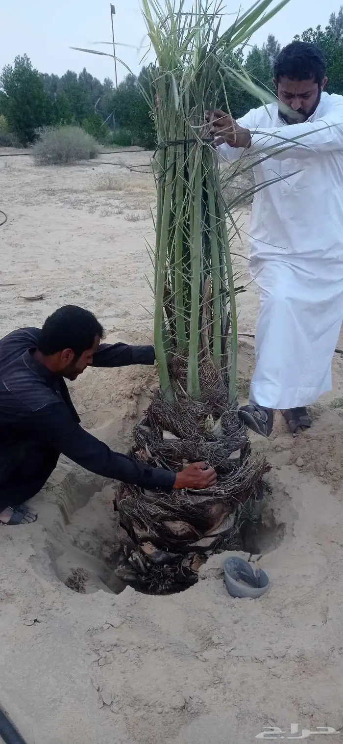 نخل للبيع جميع انواع النخيل 5