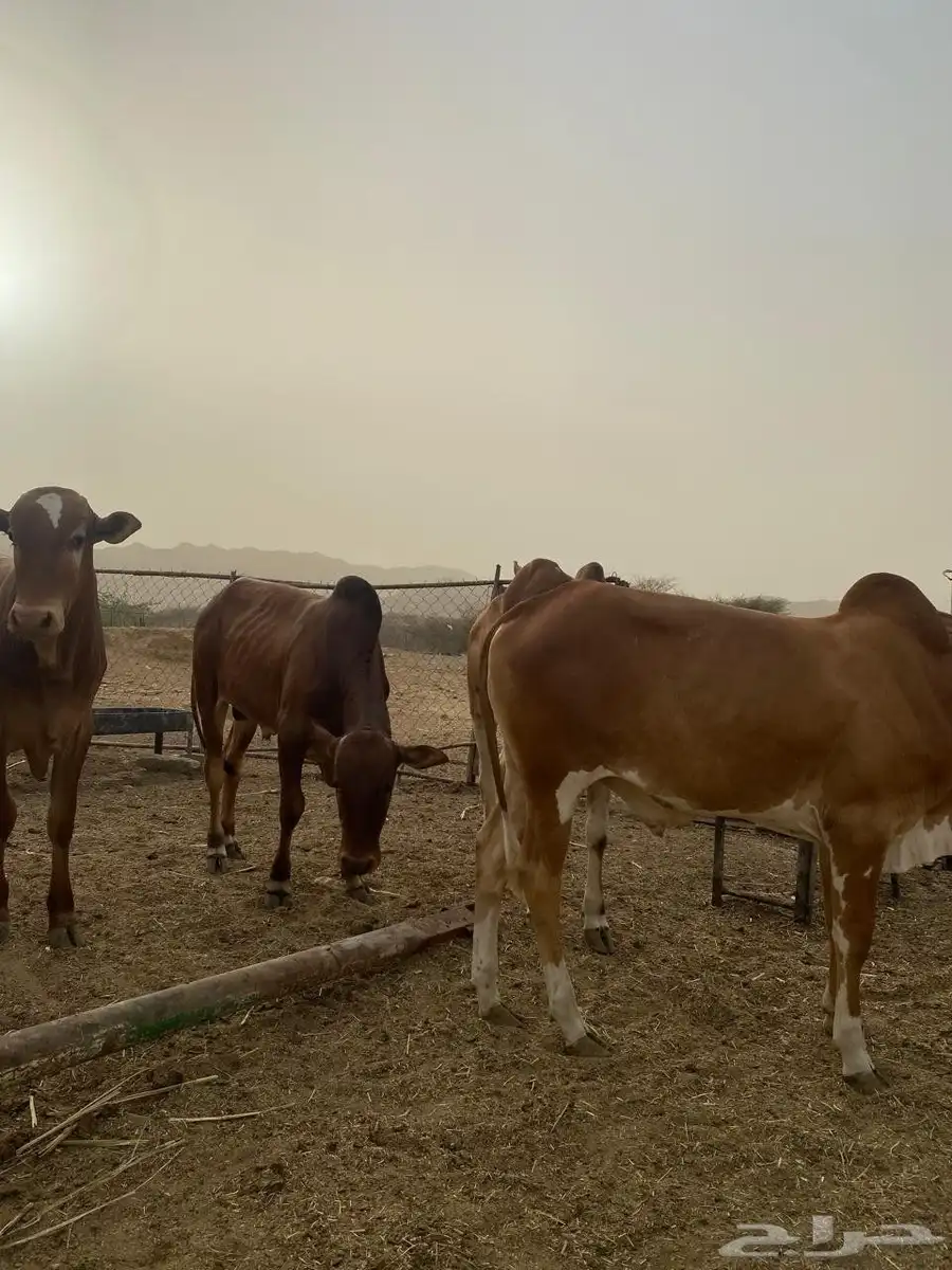 حسلان فل شحم ولحم الموقع محايل عسير 4