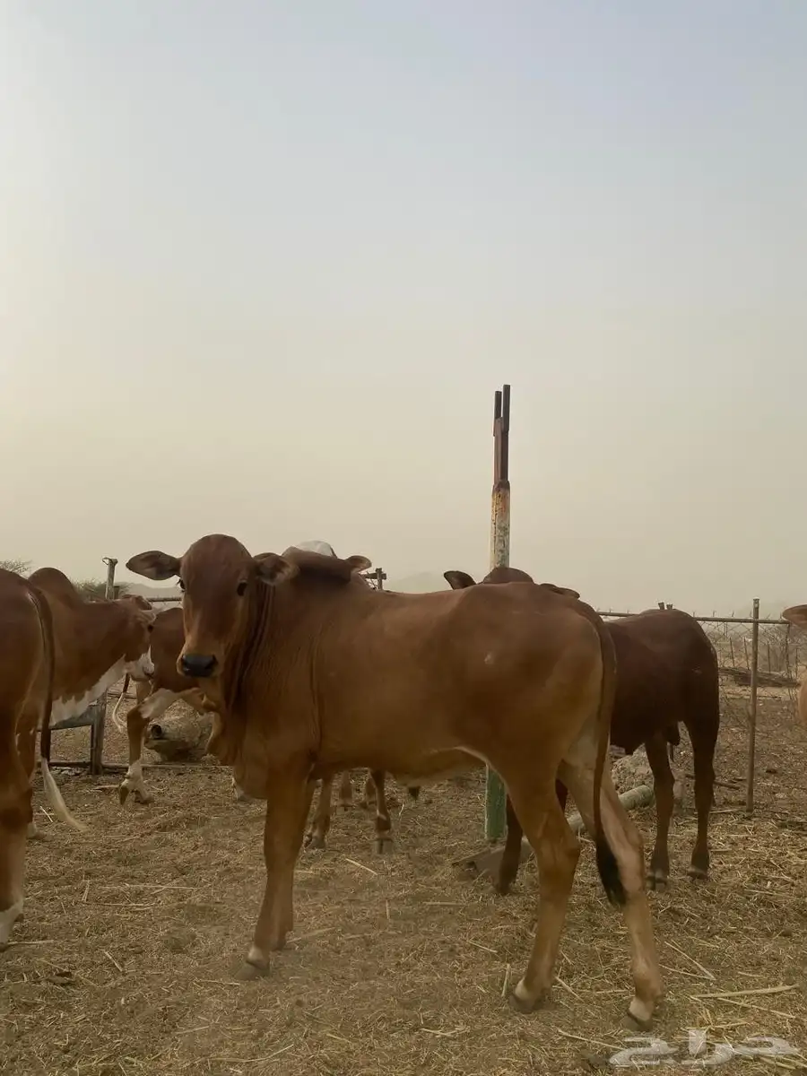 حسلان فل شحم ولحم الموقع محايل عسير 6