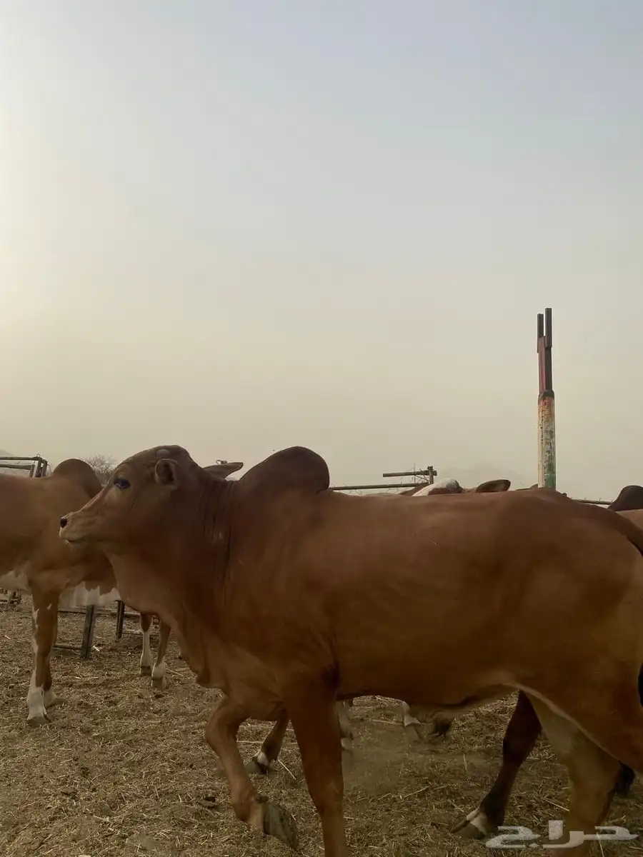 حسلان فل شحم ولحم الموقع محايل عسير 1