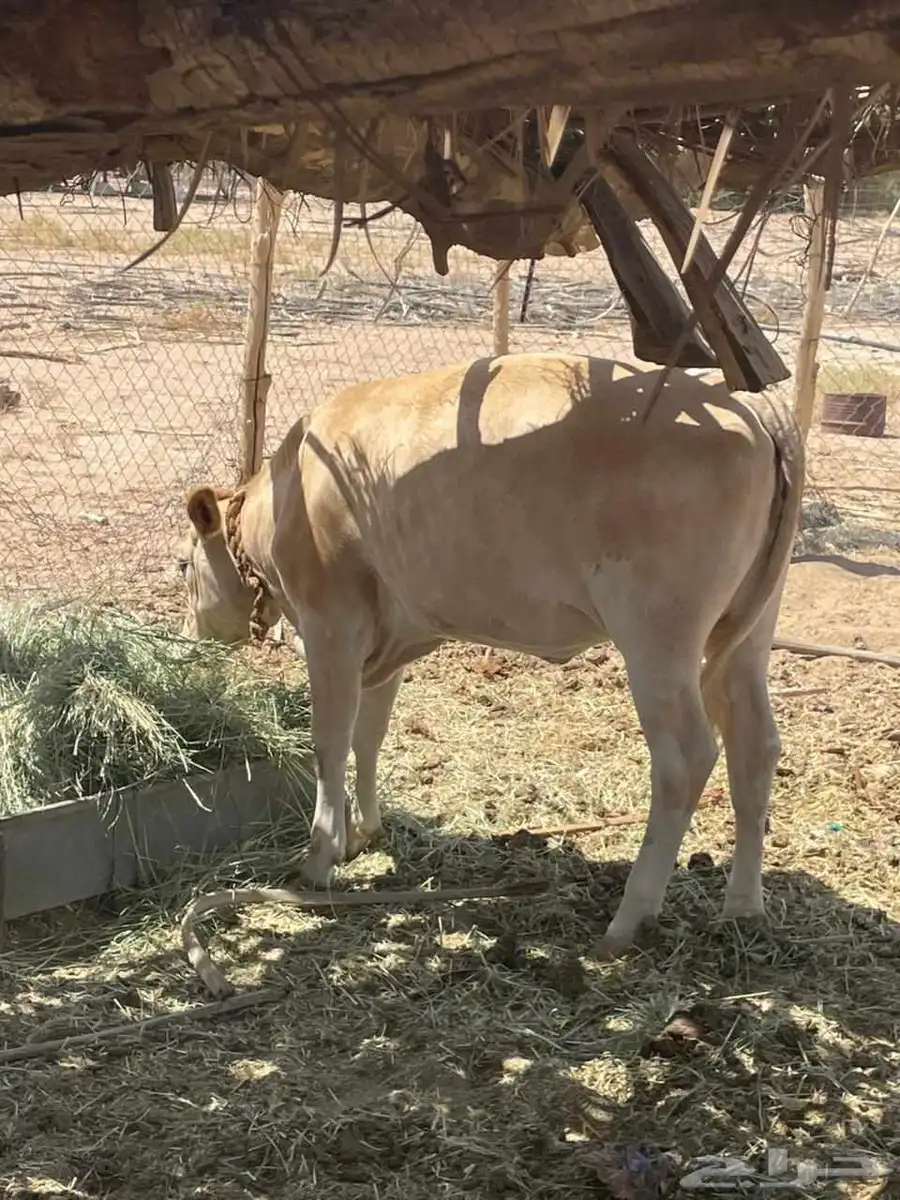 عجله للبيع سويسريه براون العمر عشره اشهر 2