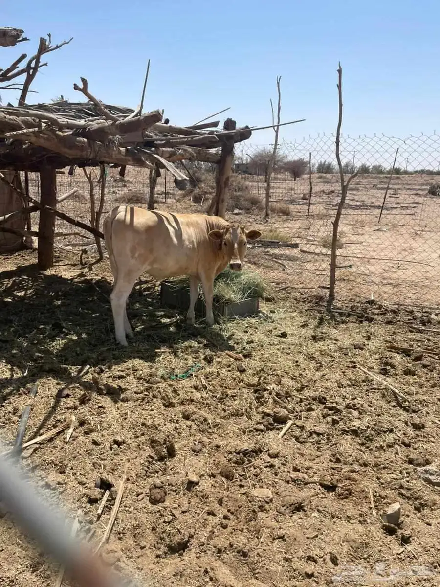 عجله للبيع سويسريه براون العمر عشره اشهر 3