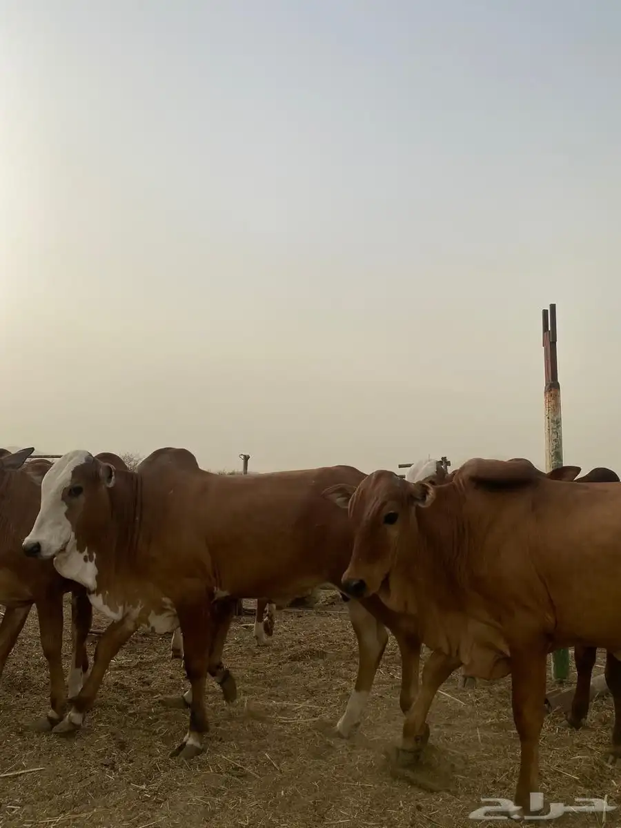 حسلان فل شحم ولحم الموقع محايل عسير 3