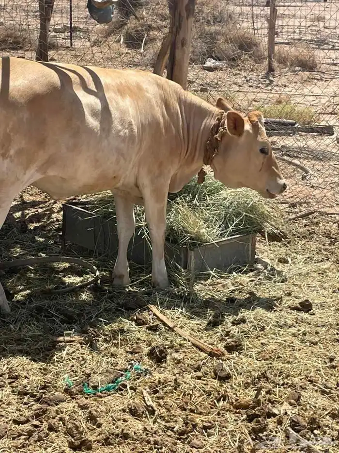 عجله للبيع سويسريه براون العمر عشره اشهر 0